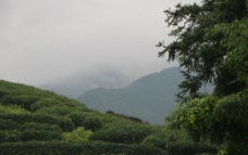 梯田 雾气图片