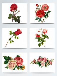 浪漫情人节水彩玫瑰花枝装饰元素