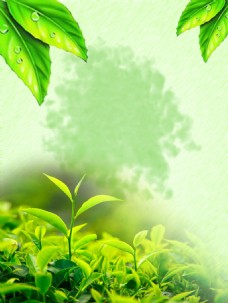 绿背景绿色嫩芽茶叶文化海报背景