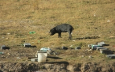 塔公草原路上的猪图片