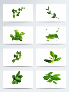 绿色叶子实物各种形状的绿茶叶子PNG元素