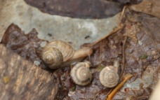 三只蜗牛图片