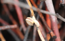 枯枝上的蜗牛图片