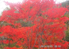 红枫叶图片