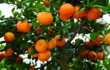 橘子 椪柑图片