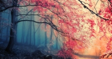 枫叶之秋图片