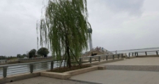 柳树和湖边观光设施图片