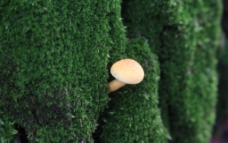 树缝中的小蘑菇图片