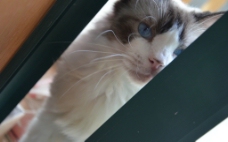 布偶猫 蓝眼睛图片