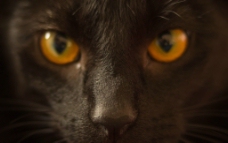 猫的眼神图片