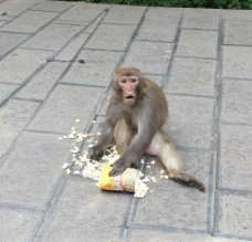 吃东西的猴子图片