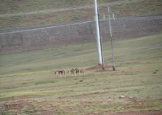 青藏高原的藏野驴图片