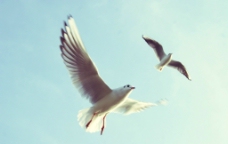 飞翔海鸥鸟类图片