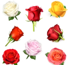 玫瑰花矢量素材图片