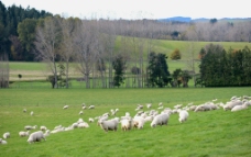 新西兰羊群图片