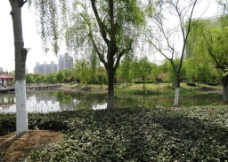 春天柳树公园图片