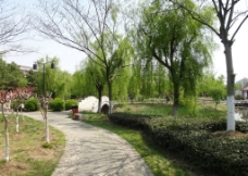 春天柳树道路公园图片
