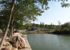 树木石头池塘图片