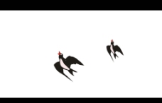 燕子动态视频
