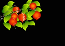 水果背景视频