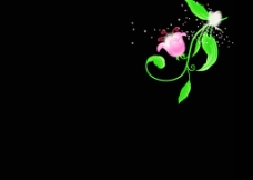 花卉背景视频