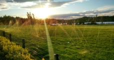 阳光下的草坪图片