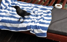 黑色的鸟 条纹浴巾图片