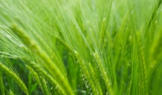 绿色稻子图片