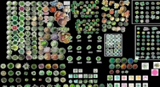 园林植物平面素材彩图图片