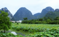 琴潭村荷塘图片