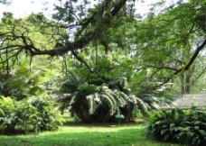 非洲热带植物图片
