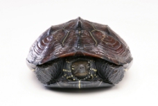 龟  乌龟图片