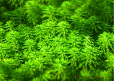 水草植物图片