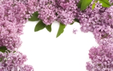 紫丁香背景图图片