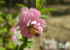 蜜蜂  花  采蜜图片