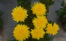 六朵金花图片