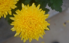 黄菊图片