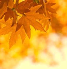 秋天枫叶图片
