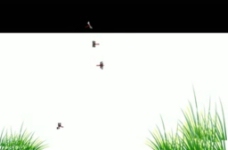 小草蜻蜓视频
