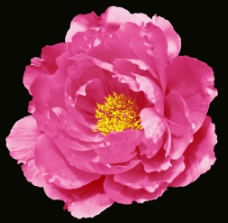 面料花型 一朵玫瑰图片