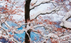 被雪覆盖的红叶图片