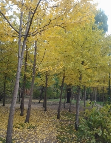 秋日 银杏树 落叶图片