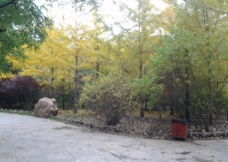 秋日公园图片