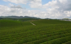茶山美景图片