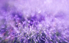 时尚紫色花朵背景图片