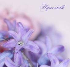 紫色花朵背景图片