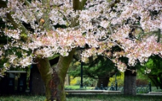 樱树 樱花图片