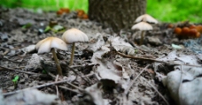 山中蘑菇图片