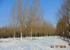 冬日白雪图片