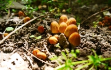 山中蘑菇图片